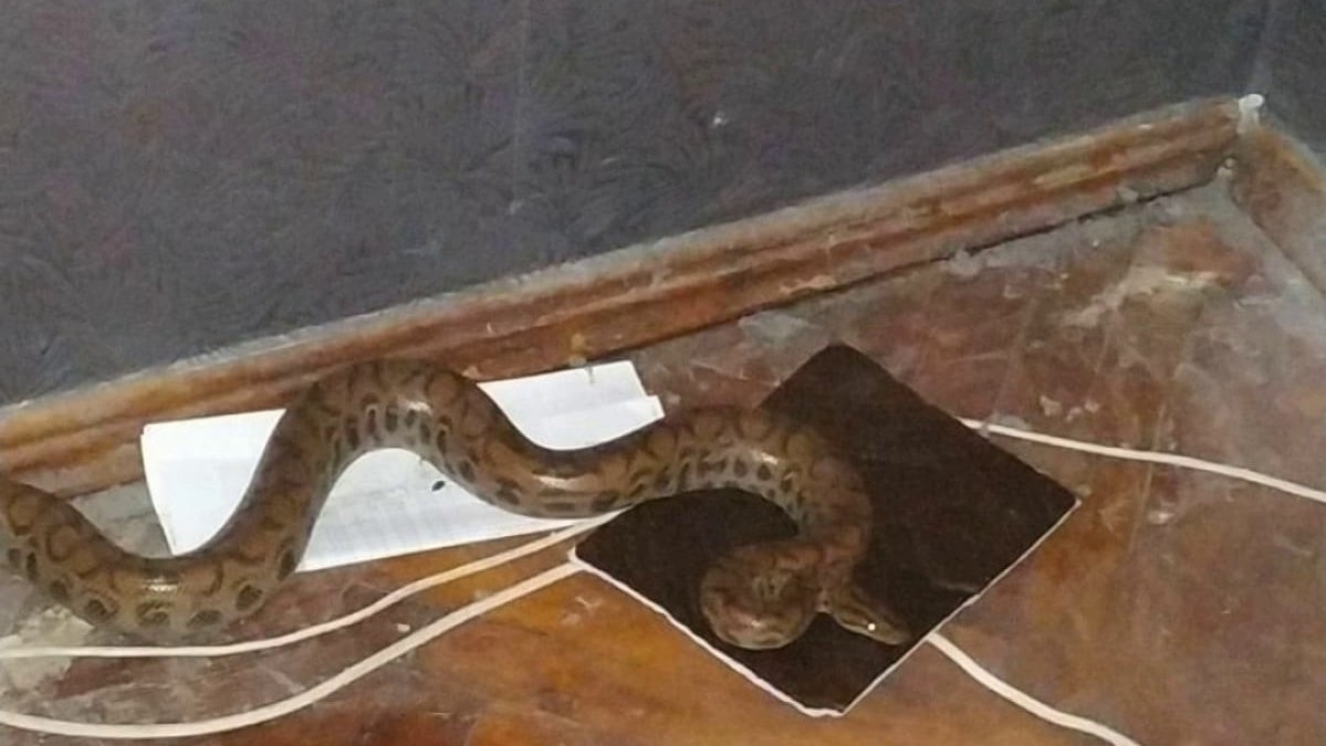 Змея в квартире сидение